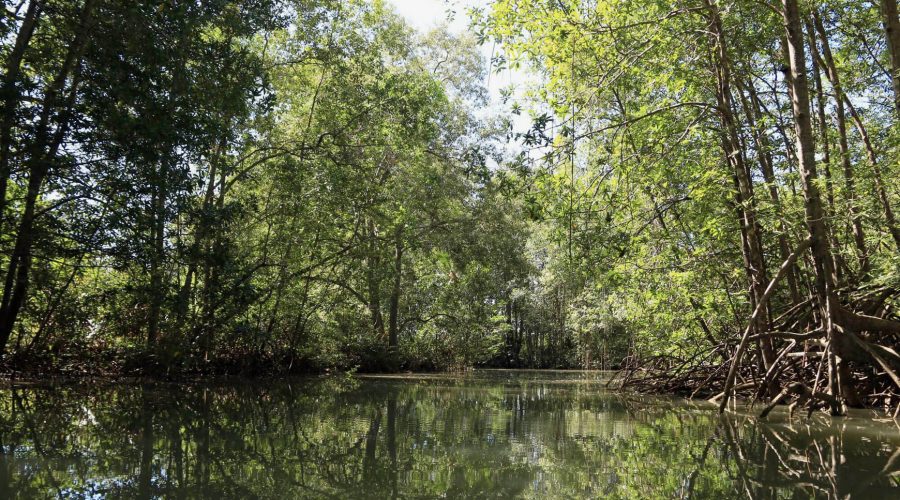 damas island mangrove river