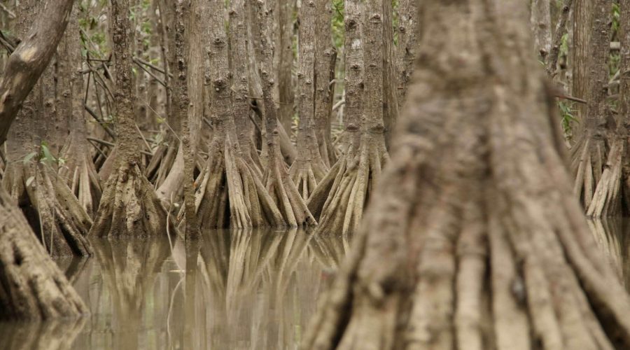 damas island mangrove roots