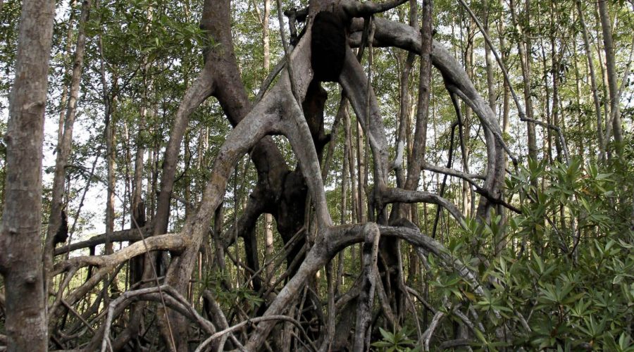 damas island mangrove trees