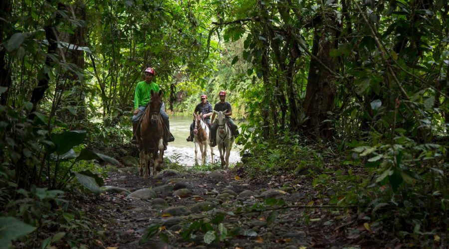 horsebackriding costarica tropical forest