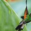 la paz waterfall hummingbird