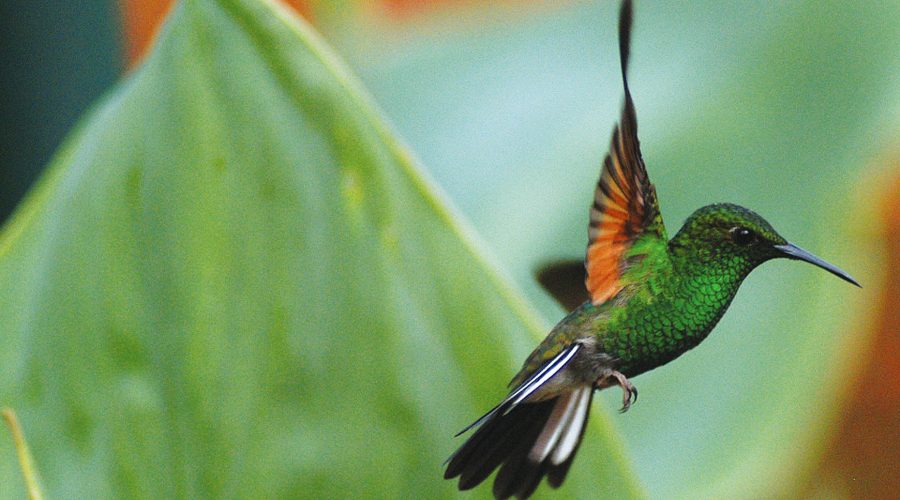 la paz waterfall hummingbird