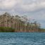 manglar at isla cano