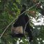 manuel antonio national park monkey