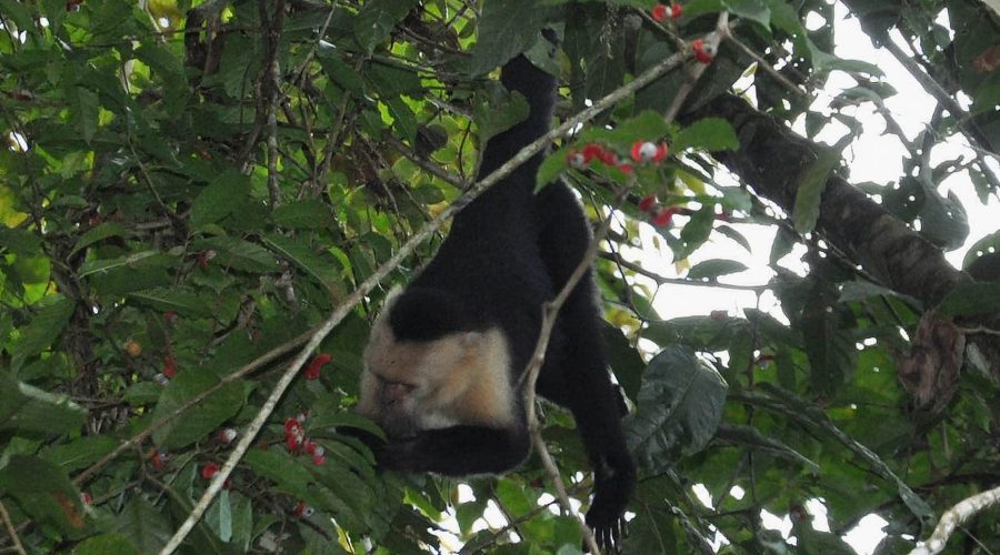 manuel antonio national park monkey