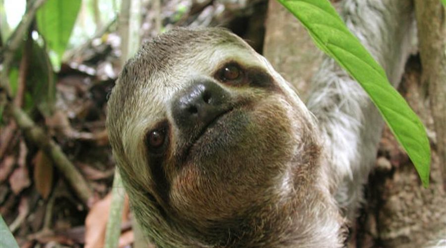 manuel antonio national park sloth