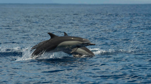 marino ballena national park dolphins