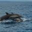 marino ballena national park dolphins