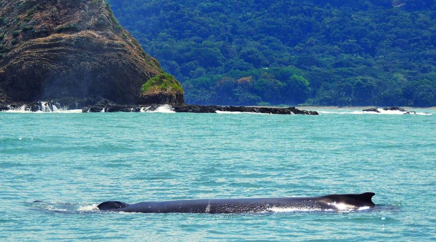 marino ballena national park island