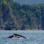 marino ballena national park whale