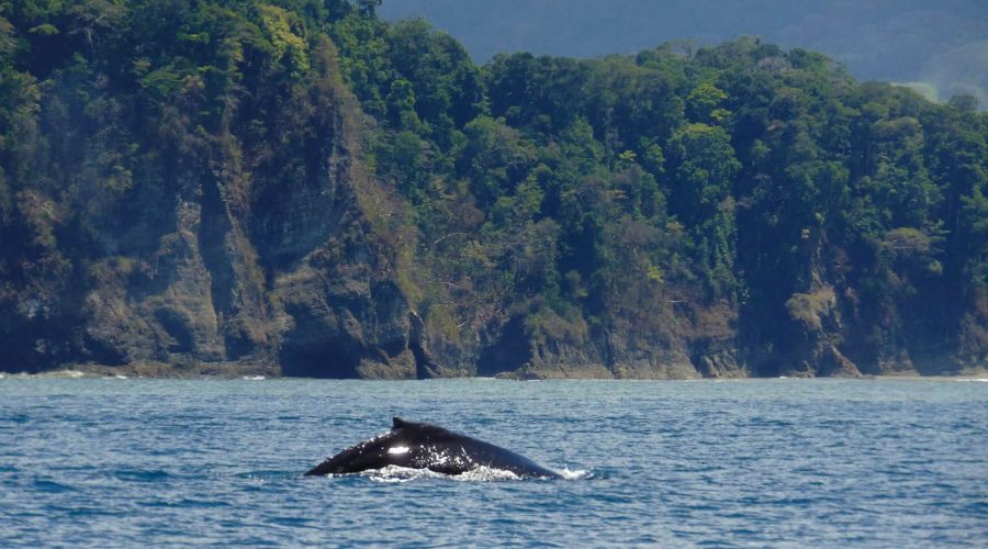 marino ballena national park whale