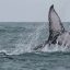 marino ballena national park whale tail