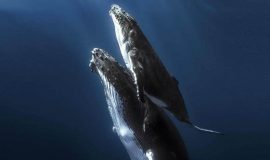 marino ballena national park whales family