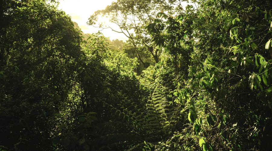 monteverde biological reserve forest