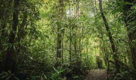 monteverde biological reserve trails 1