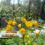 pacific aerial tram butterfly garden