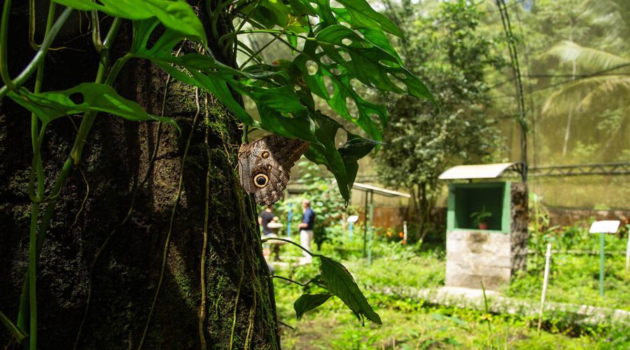 pacific aerial tram butterfly garden entrance