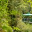 pacific aerial tram forest