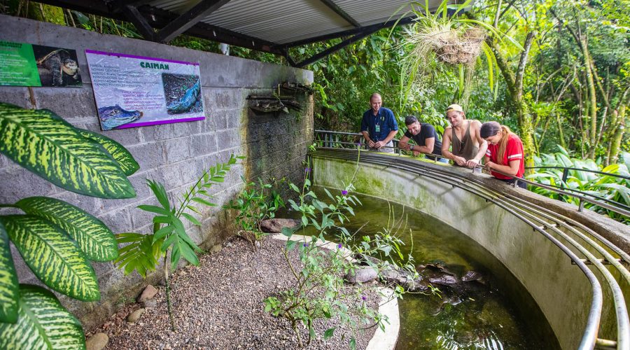 pacific aerial tram terrarium caiman