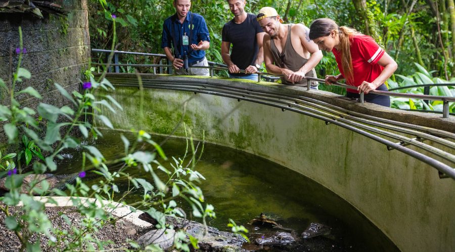 pacific aerial tram terrarium caiman pod