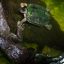 pacific aerial tram terrarium caiman turtle