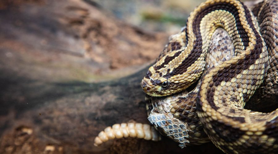 pacific aerial tram terrarium snake