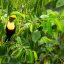 pacific aerial tram toucan