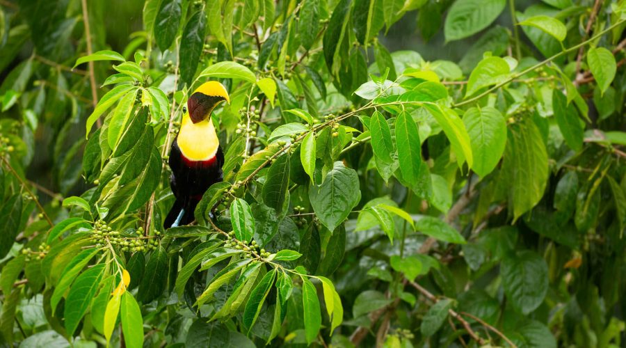 pacific aerial tram toucan