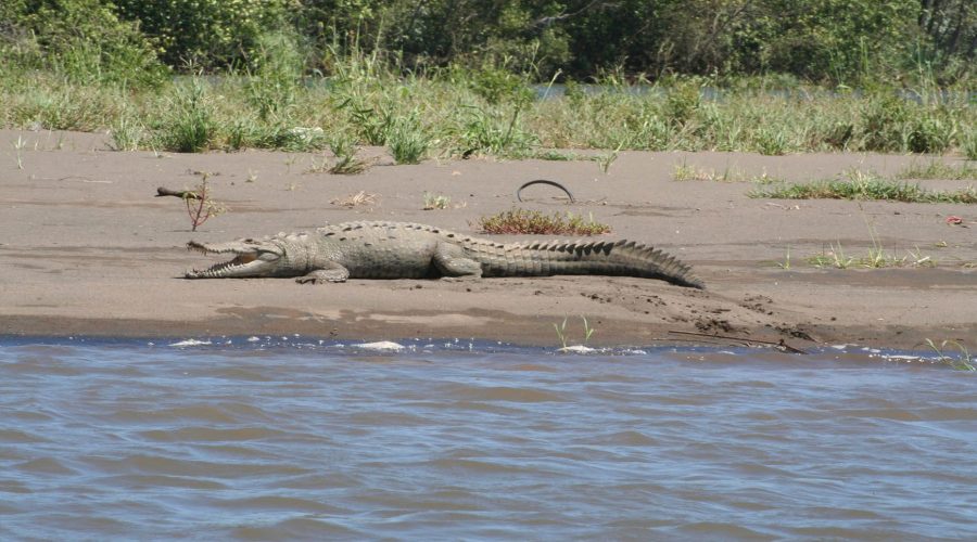 palo verde national park crocodile