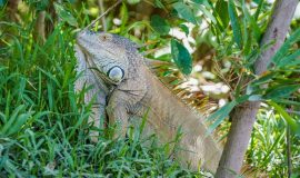 palo verde national park lizard