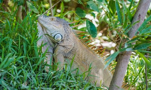 palo verde national park lizard