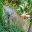 palo verde national park lizard