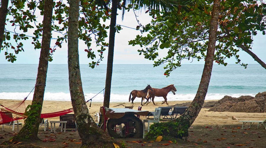 puerto viejo beach horses