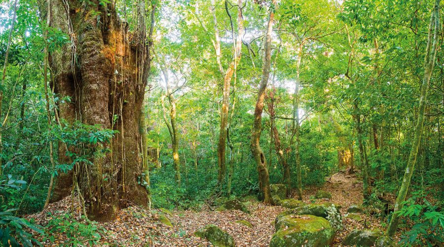 rincon de la vieja national park forest