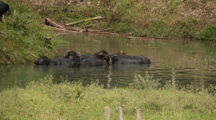 savegre rafting wet buffalo