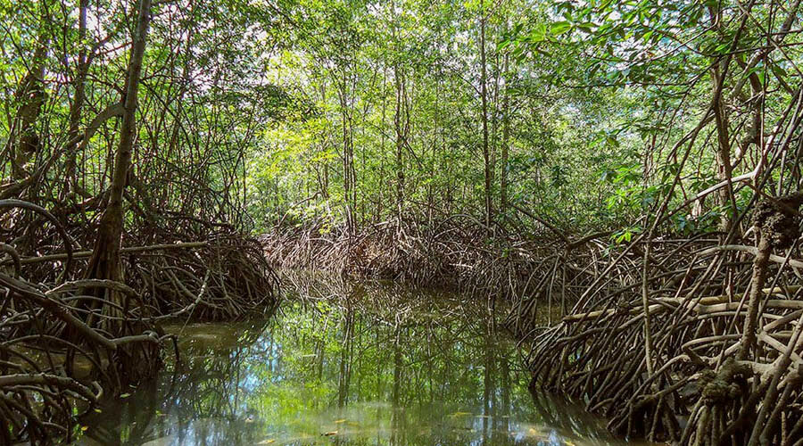 sierpe mangrove