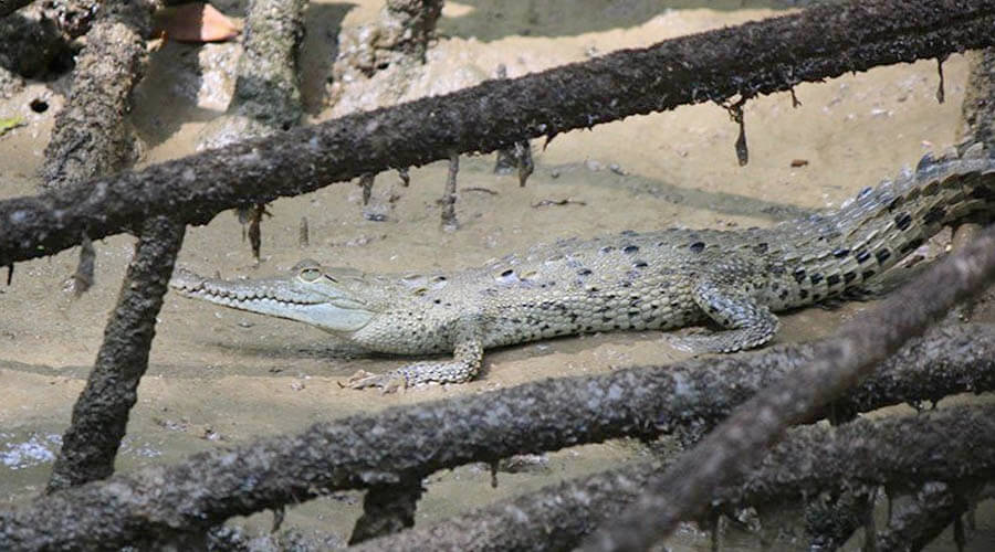 sierpe river crocodrile