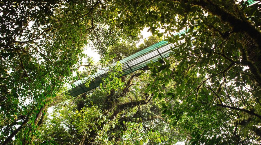 sky adventures hanging bridges