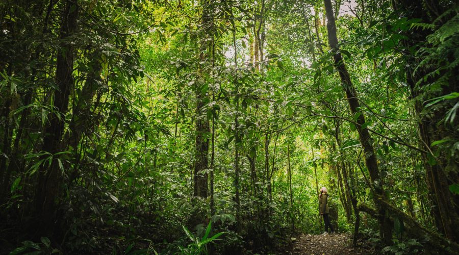 sky adventures monteverde forest