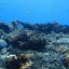 snorkeling at isla cano