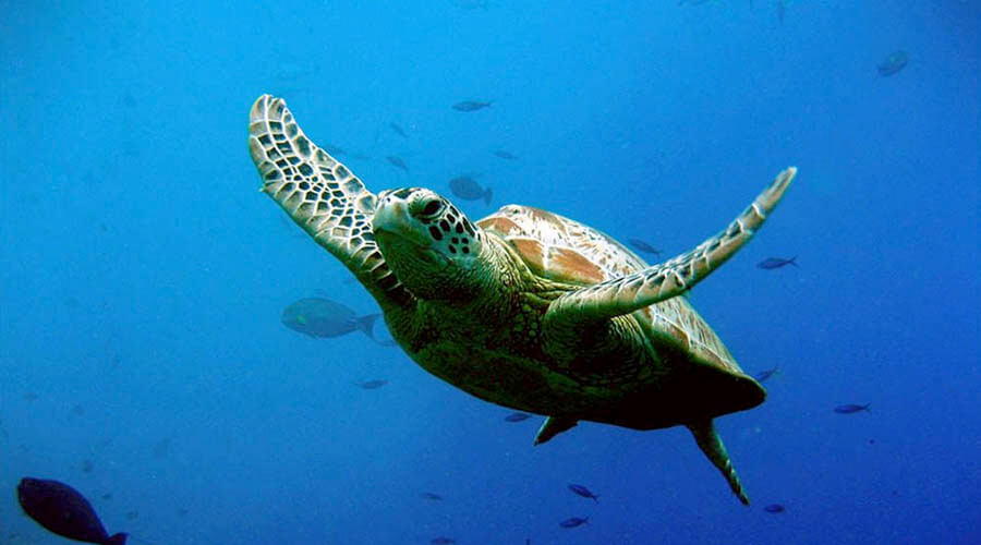 snorkeling costa rica turtle
