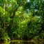 tortuguero canals mangrove