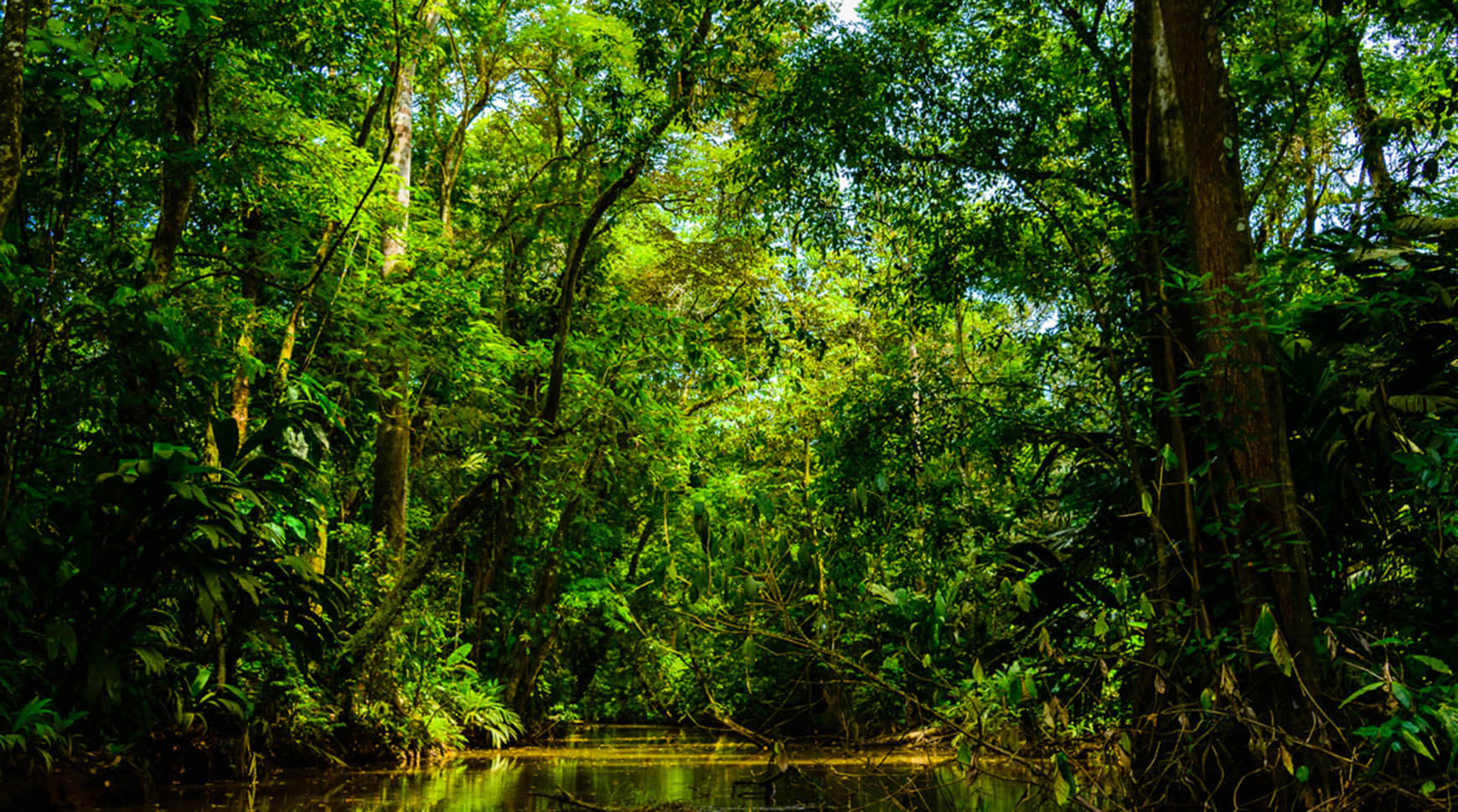 Visit Tortuguero National Park for 2 days