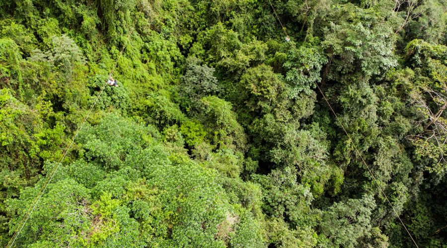 tranopy pacifico platform forest aerial 1