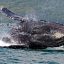 whale at isla cano