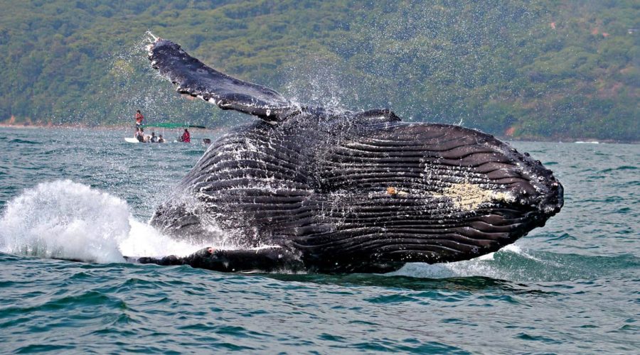 whale at isla cano