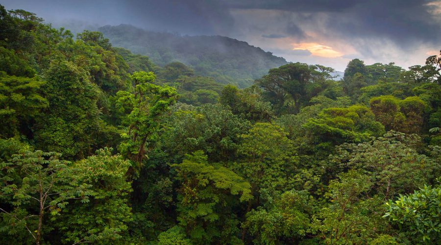 Arenal Hanging Bridges forest