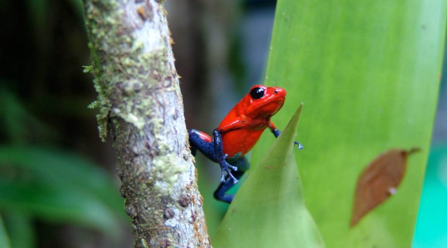Authentic Rainforest Experience blue jean frog