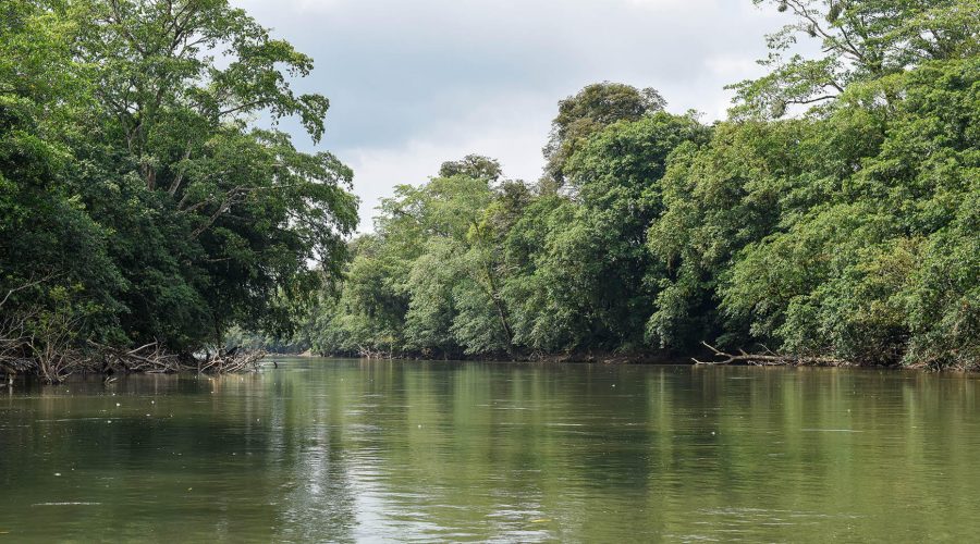 Authentic Rainforest Experience river