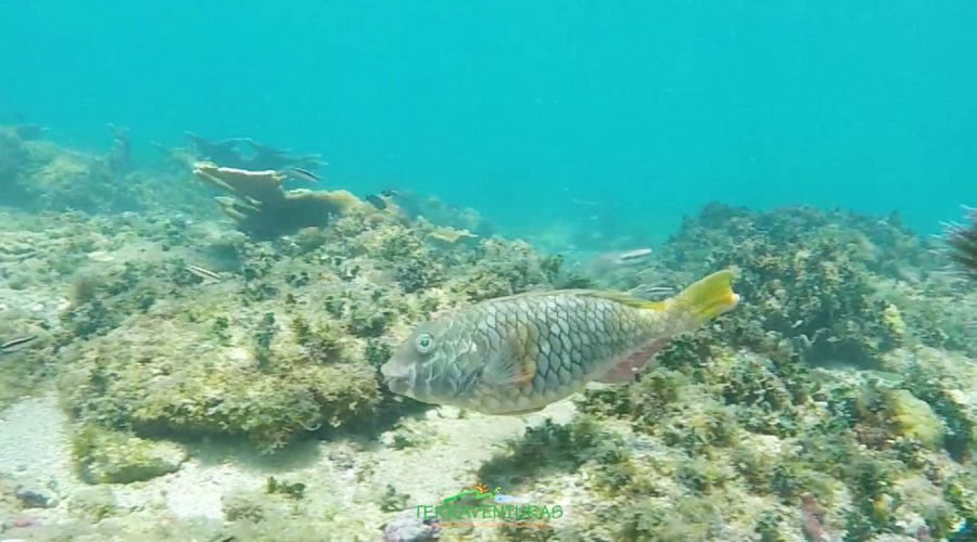 Cahuita National Park Snorkeling fish